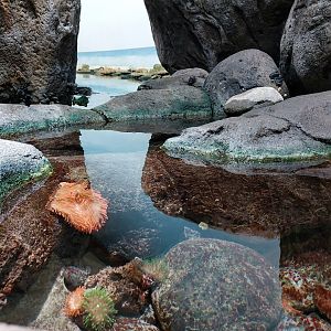 Anemone fish in Lagune