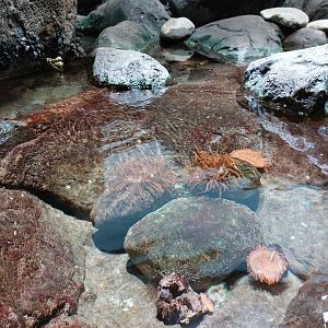 Anemone fish in Lagune