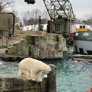 Yukon Bay, Polar Bear exhibit