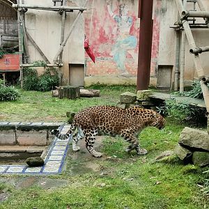 North Chinese leopard