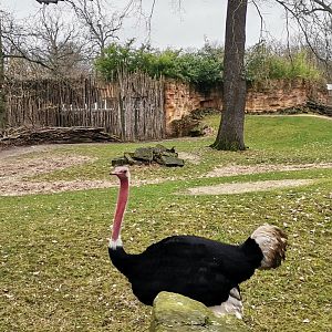 North African ostrich
