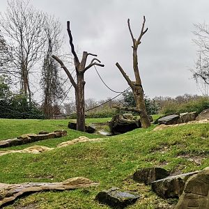 Gorilla's outdoor exhibit