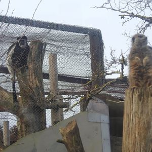 Meerkat (Suricata suricatta) and Mantled Guereza (Colobus guereza occidentalis)