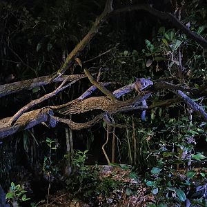 Senegal Bushbaby (Galago senegalensis)
