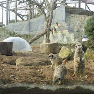 Meerkats (Suricata suricatta)
