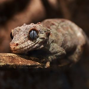 New Caledonian Bumpy Gecko (Rhacodactylus auriculatus)
