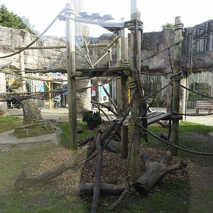 Sulawesi Crested Macaque (Macaca nigra) Enclosure