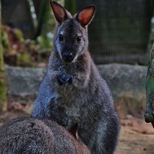 Red-necked Wallaby (Macropus rufogriseus)