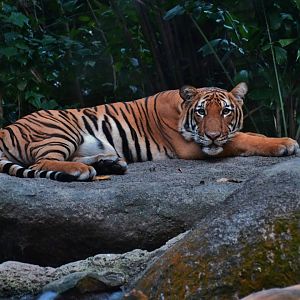 Malayan Tiger (Panthera tigris jacksoni)