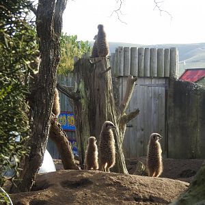 Meerkats (Suricata suricatta)