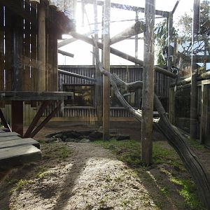 Mantled Guereza (Colobus guereza occidentalis) Enclosure