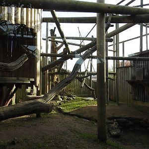 Mantled Guereza (Colobus guereza occidentalis) Enclosure 2
