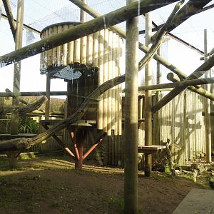 Mantled Guereza (Colobus guereza occidentalis) Enclosure 3