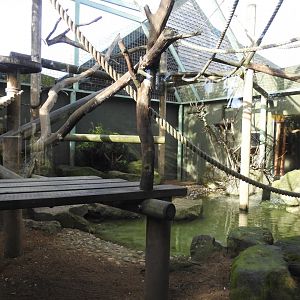 Black-Capped Capuchin (Sapajus apella) Enclosure