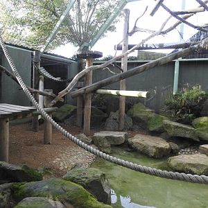 Black-Capped Capuchin (Sapajus apella) Enclosure 2