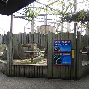 Mantled Guereza (Colobus guereza occidentalis) Viewing