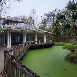 Jan. 2022 - Wild Florida - American Alligator Exhibit