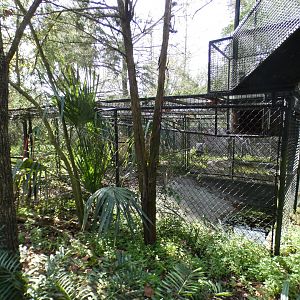 Jan. 2022 - Wild Florida - Second Bobcat Exhibit