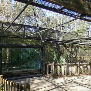 Jan. 2022 - Wild Florida - Alligator Snapping Turtle + Bobcat Exhibits