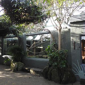 Black-Capped Capuchin (Sapajus apella) Viewing