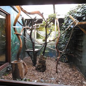 Goeldi's Marmoset (Callimico goeldii) Enclosure