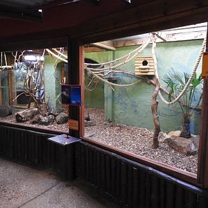 Silvery Marmoset (Mico argentatus) Enclosure