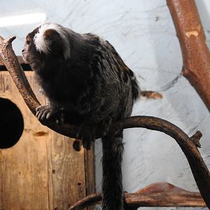 Common Marmoset (Callithrix jacchus)