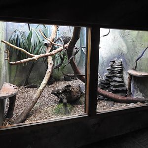 Common Marmoset (Callithrix jacchus) Enclosure