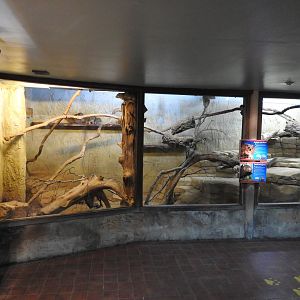 Arabian Rock Hyrax (Procavia capensis jayakari) and Common Dwarf Mongoose (Helogale parvula) Enclosure