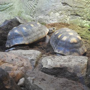 Red-Footed Tortoises (Chelonoidis carbonarius)
