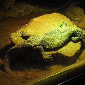 Savannah Monitor (Varanus exanthematicus)