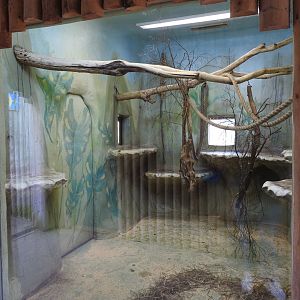 Sulawesi Crested Macaque (Macaca nigra) Indoor Enclosure