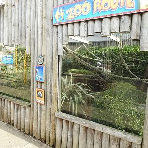 Cotton-Top Tamarin (Saguinus oedipus) Enclosure