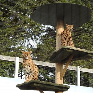 Servals (Leptailurus serval)