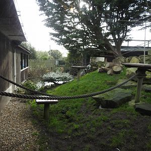 Black-Capped Squirrel Monkey (Saimiri boliviensis) and Azara's Agouti (Dasyprocta azarae) Enclosure