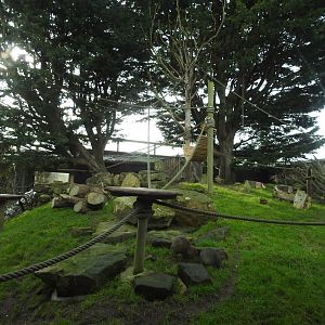 Black-Capped Squirrel Monkey (Saimiri boliviensis) and Azara's Agouti (Dasyprocta azarae) Enclosure 2
