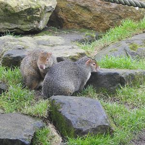 Azara's Agoutis (Dasyprocta azarae)