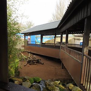 Cape Porcupine (Hystrix africaeaustralis) and Meerkat (Suricata suricatta) Enclosure