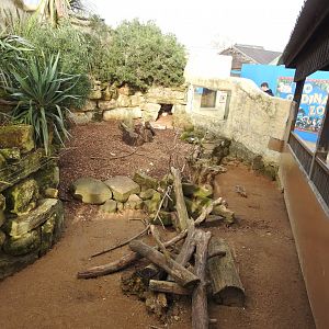 Cape Porcupine (Hystrix africaeaustralis) and Meerkat (Suricata suricatta) Enclosure 2
