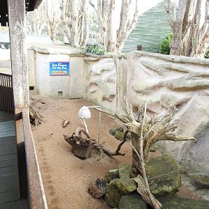 Cape Porcupine (Hystrix africaeaustralis) and Meerkat (Suricata suricatta) Enclosure 3
