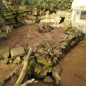 Cape Porcupine (Hystrix africaeaustralis) and Meerkat (Suricata suricatta) Enclosure 4