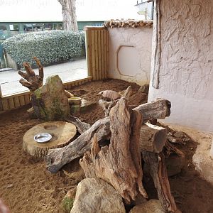 Six-Banded Armadillo (Euphractus sexcinctus) Enclosure