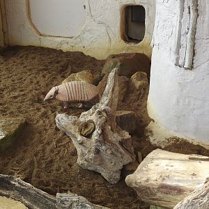 Six-Banded Armadillo (Euphractus sexcinctus)