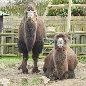 Bactrian Camels (Camelus bactrianus)