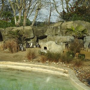 Humboldt Penguin (Spheniscus humboldti) Enclosure