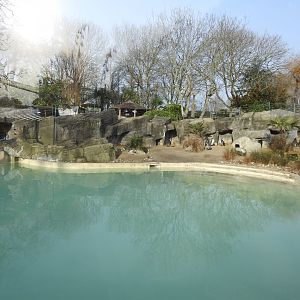 Humboldt Penguin (Spheniscus humboldti) Enclosure 2