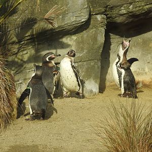 Humboldt Penguins (Spheniscus humboldti)