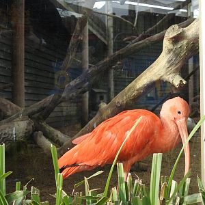 Scarlet Ibis (Eudocimus ruber)