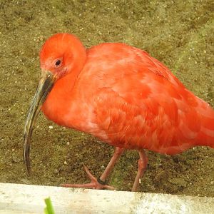 Scarlet Ibis (Eudocimus ruber)