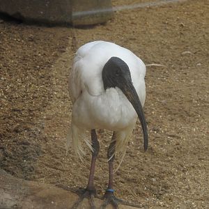 African Sacred Ibis (Threskiornis aethiopicus)